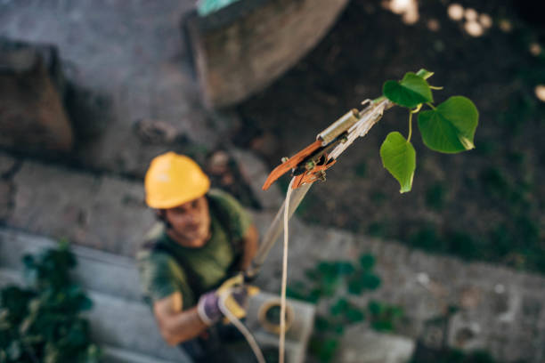 Best Tree Mulching  in Mcloud, OK