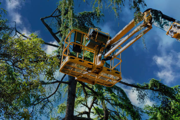 Best Tree Disease Treatment  in Mcloud, OK