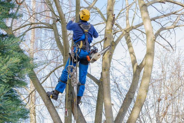  Mcloud, OK Tree Services Pros