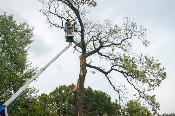 How Our Tree Care Process Works  in  Mcloud, OK