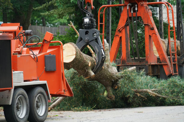 Best Tree and Shrub Care  in Mcloud, OK