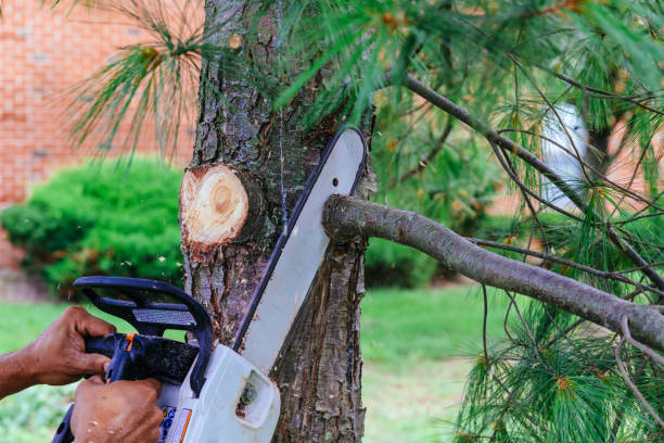Best Leaf Removal  in Mcloud, OK